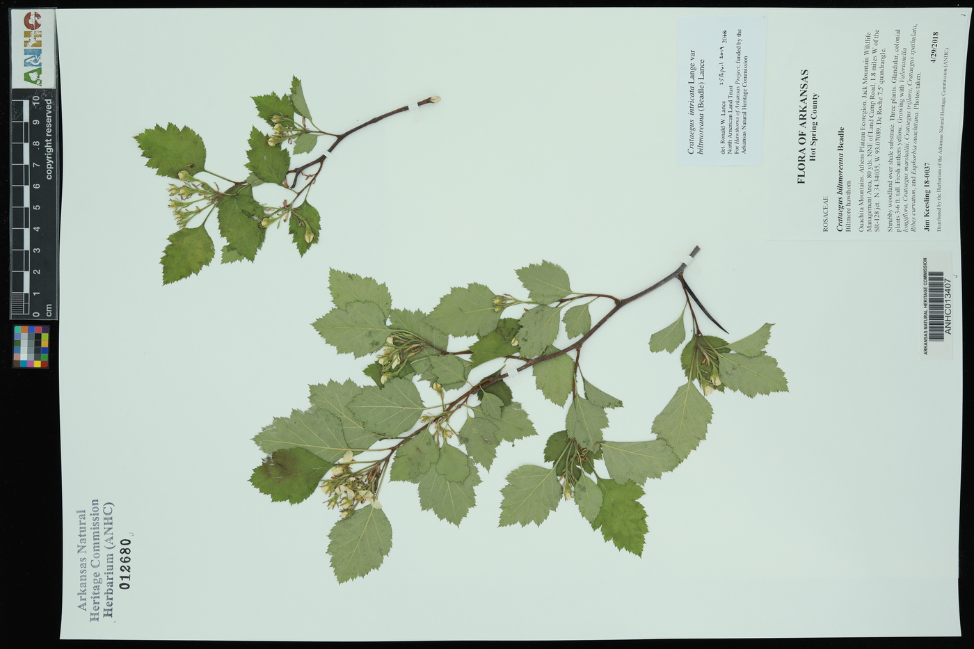 Crataegus intricata var. biltmoreana image