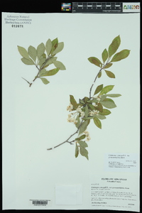 Crataegus crus-galli var. pyracanthifolia image