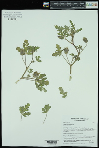 Hibiscus trionum image