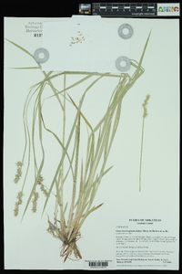 Carex laevivaginata image