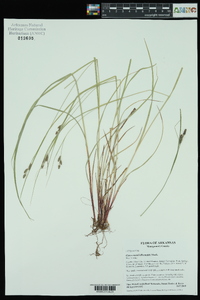 Carex swanii image