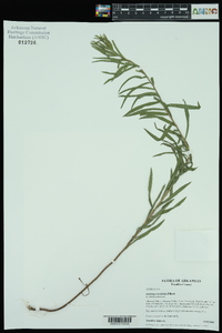 Solidago tortifolia image