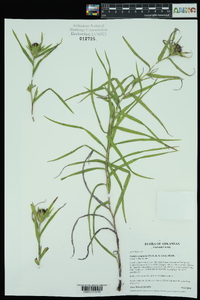 Liatris compacta image