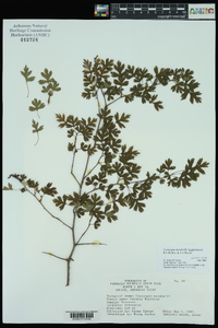 Crataegus marshallii image