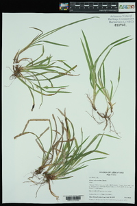 Carex abscondita image