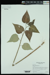 Hibiscus lasiocarpos image