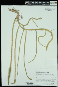 Lycopodiella alopecuroides image