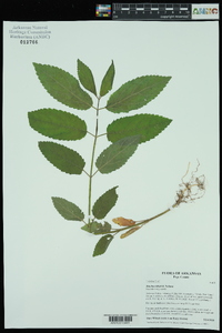 Stachys iltisii image