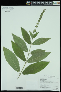 Stachys iltisii image