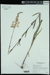 Physostegia angustifolia image