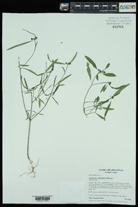 Euphorbia cyathophora image