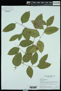 Smilax smallii image