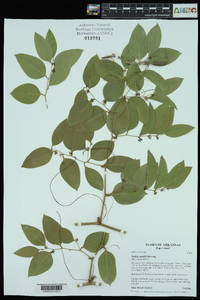 Smilax smallii image