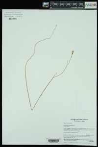 Polygala incarnata image