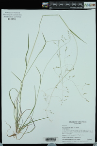 Poa autumnalis image