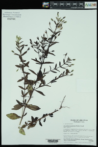 Mecardonia acuminata image