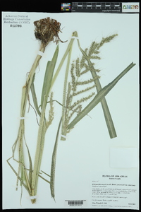 Echinochloa muricata var. muricata image