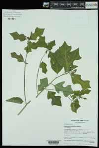 Euphorbia cyathophora image