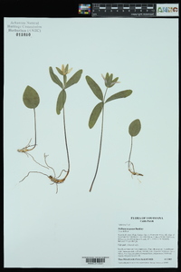 Trillium texanum image