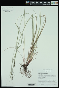 Carex swanii image