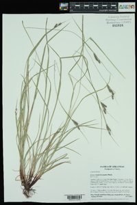 Carex swanii image