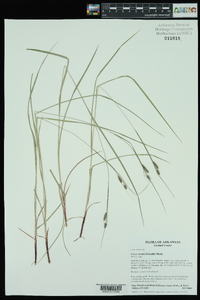 Carex swanii image