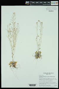 Arabidopsis thaliana image