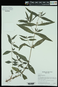 Eclipta prostrata image