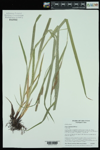 Carex shortiana image