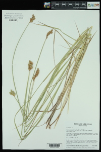 Carex scoparia var. scoparia image