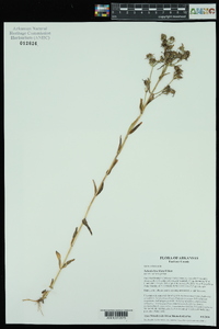 Sabatia brachiata image