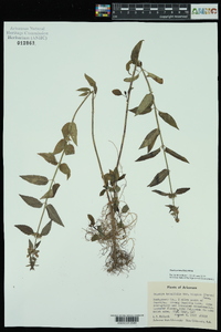 Stachys tenuifolia image