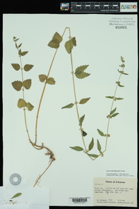 Urtica chamaedryoides image