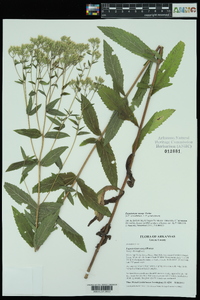 Eupatorium vaseyi image