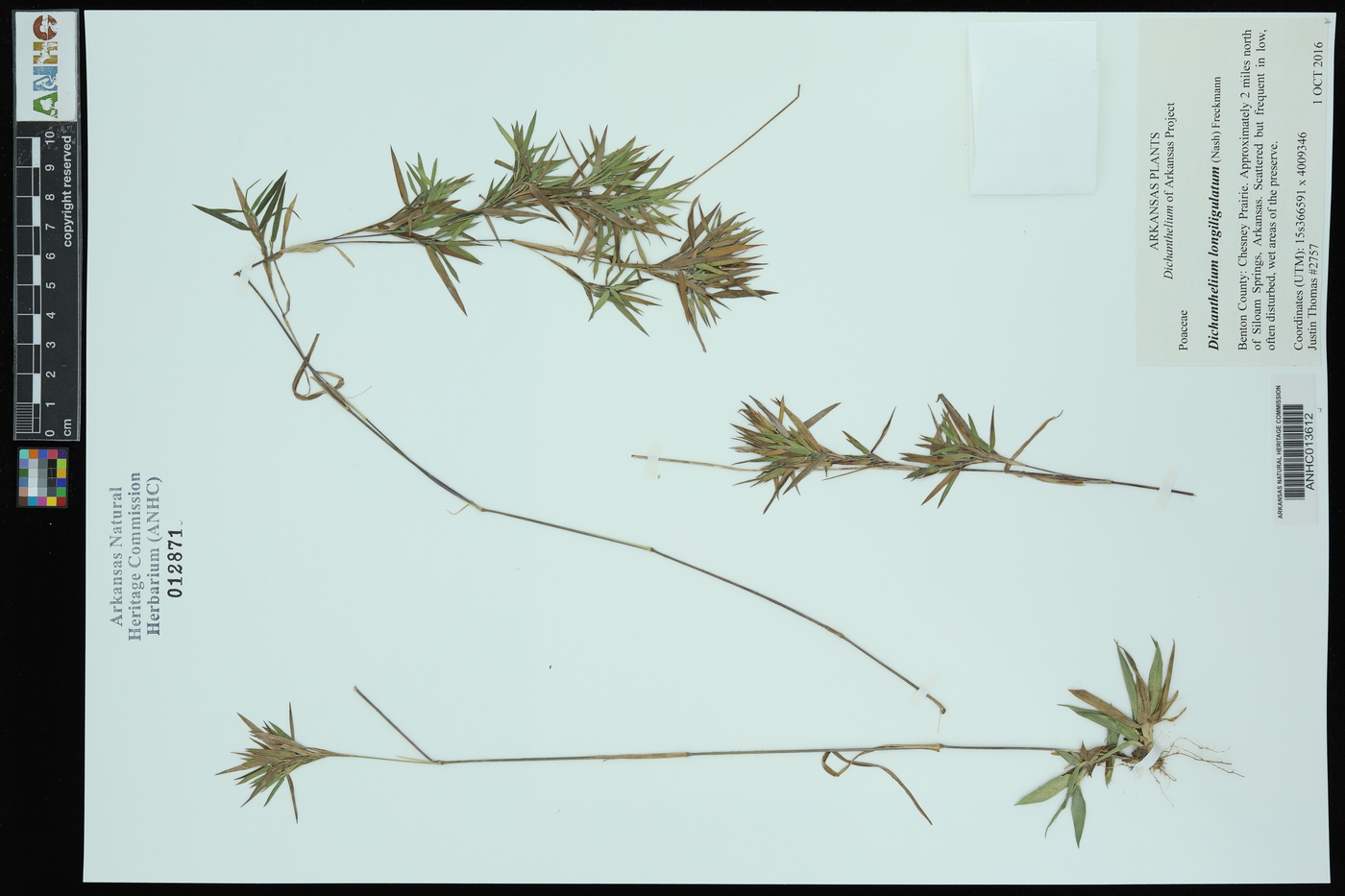 Dichanthelium acuminatum subsp. longiligulatum image