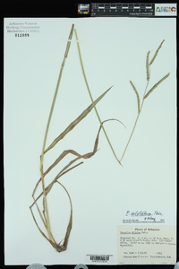 Paspalum dilatatum image