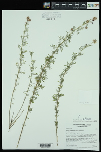 Dalea multiflora image