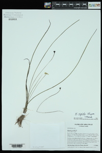 Hypoxis rigida image