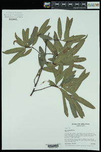 Quercus phellos image