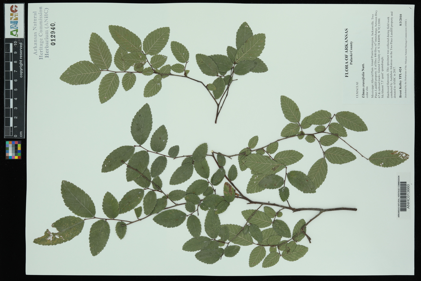 Ulmus crassifolia image