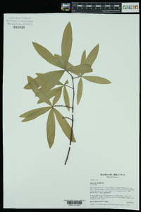 Quercus phellos image