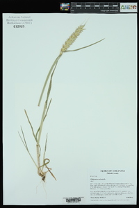 Carex reniformis image