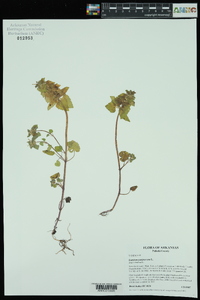 Lamium purpureum image