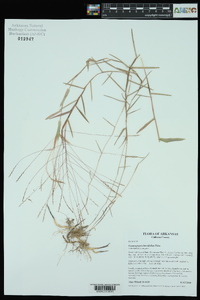 Gymnopogon brevifolius image