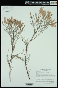 Polygonella americana image