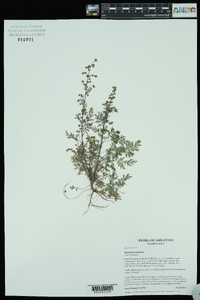 Artemisia annua image