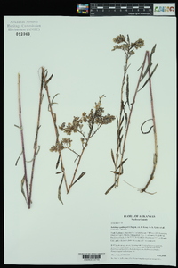 Solidago gattingeri image