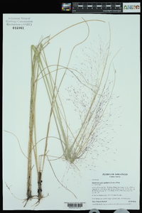 Muhlenbergia capillaris image