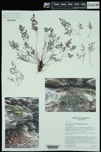 Argyrochosma dealbata image