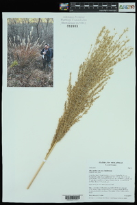 Miscanthus sinensis image